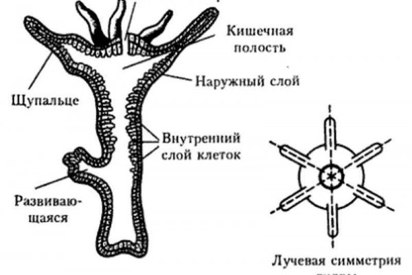 Kraken onion сайта